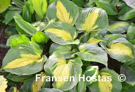 Hosta Beyond Glory